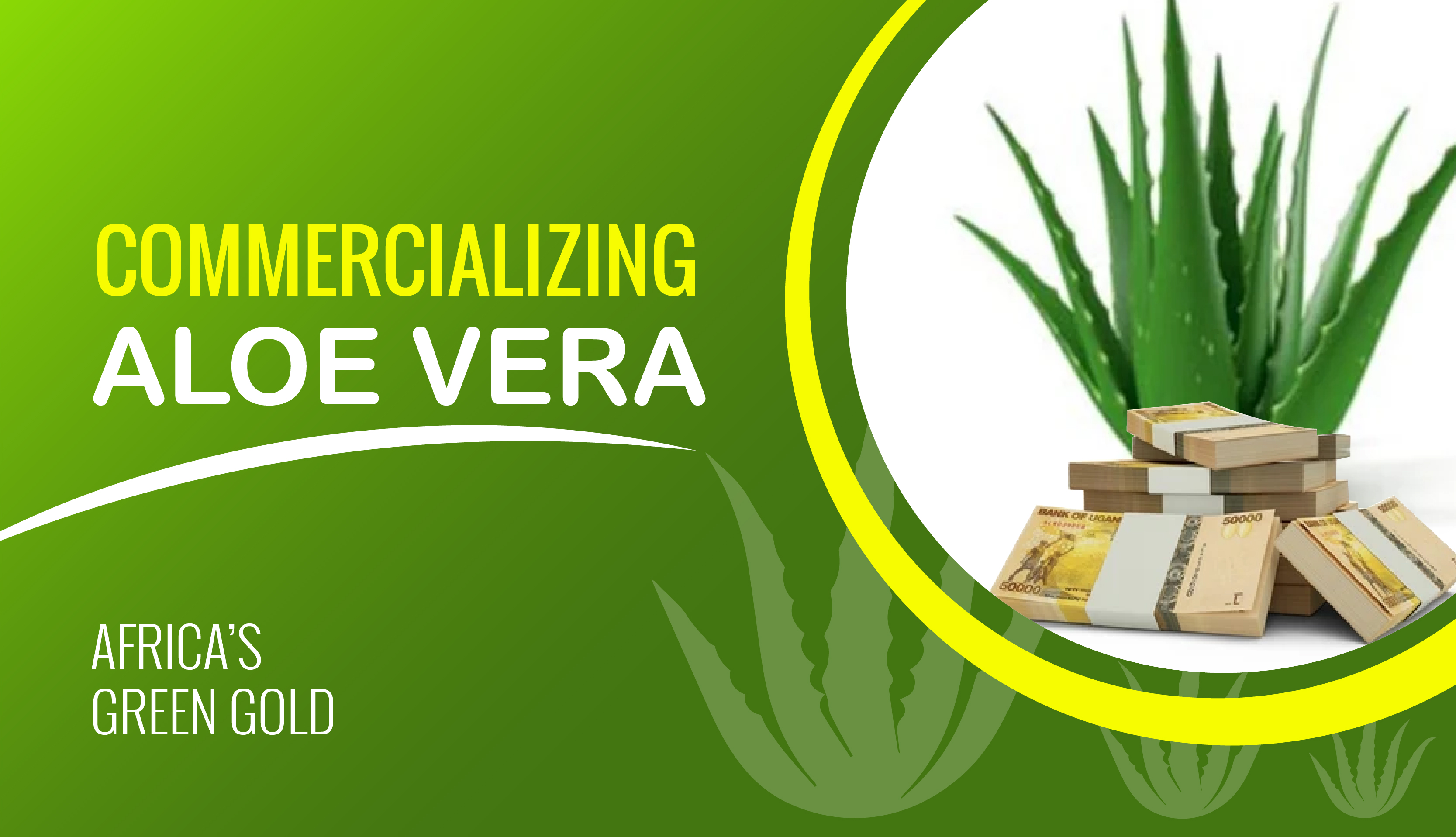 Commercializing Aloe Vera Uganda